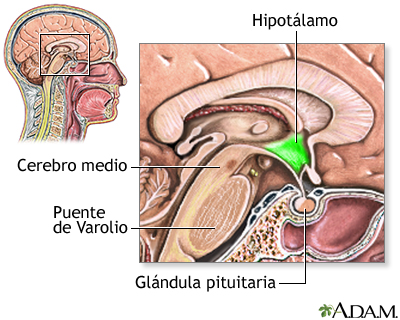 Hipotálamo