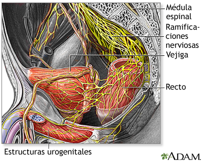 Nervios en la pelvis