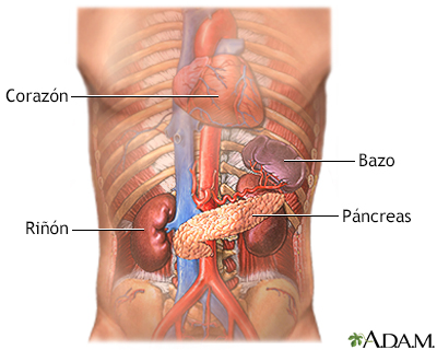 Páncreas y riñones