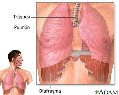 Diafragma y pulmones