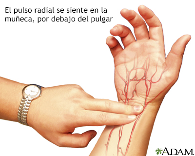 Pulso radial