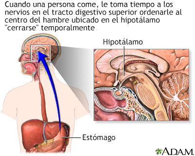 Centro del hambre en el cerebro