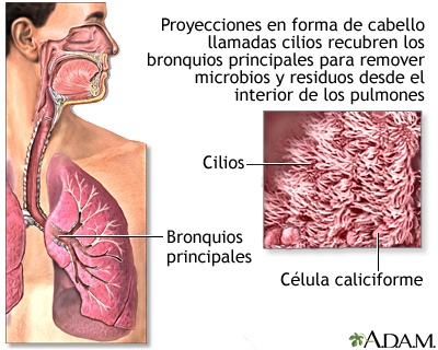 Cilios respiratorios