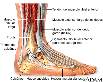 Anatomía del tobillo