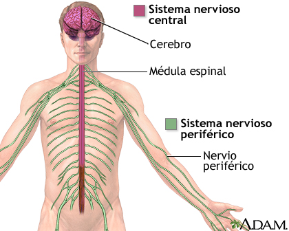Sistema nervioso central y sistema nervioso periférico