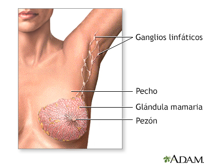 Mastectomía - serie - Anatomía normal