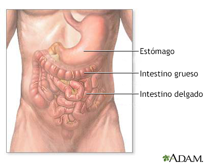 Anatomía abdominal normal