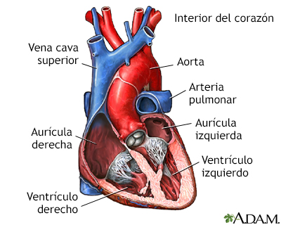 Corte transversal de la anatomía cardíaca normal