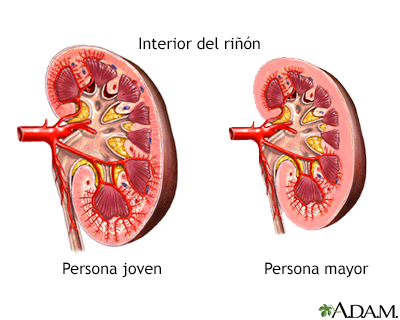 Cambios en el riñón por el envejecimiento