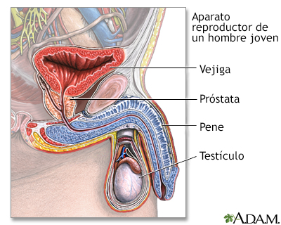 Sistema reproductivo de un hombre joven