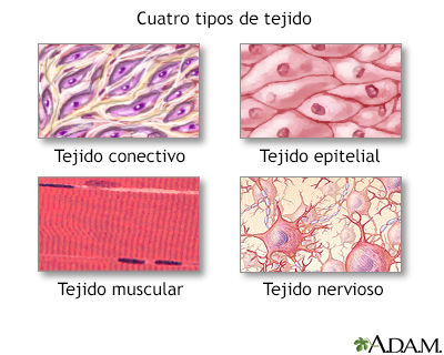 Tipos de tejido