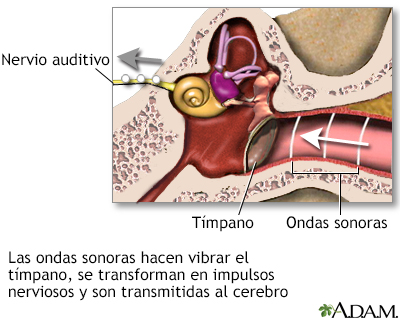 Sentido de la audición