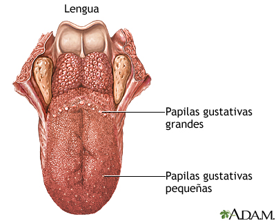 Lengua