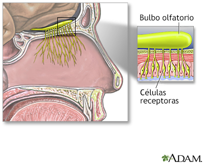 Sentido del olfato