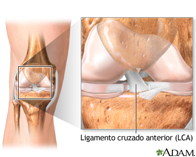 Anatomía de una rodilla normal