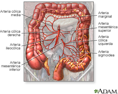 Suministro sanguíneo al intestino grueso