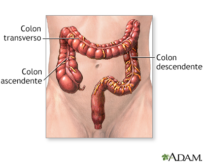 Intestino grueso