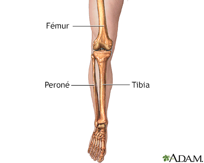 Anatomía esquelética de la pierna