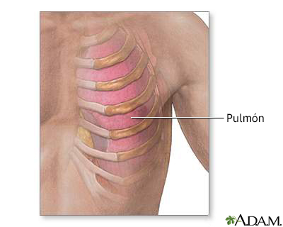 Anatomía del pulmón y costillas