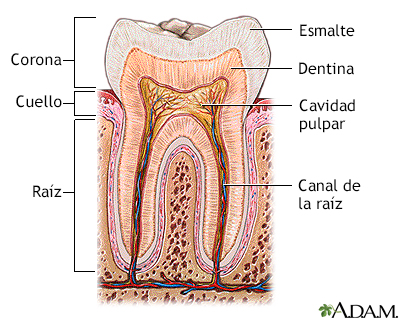 Anatomía de los dientes