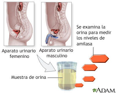 Prueba de amilasa en orina