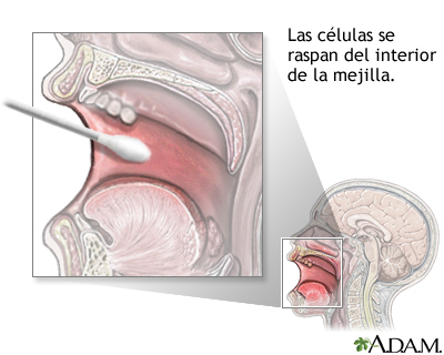 Frotis bucal - ilustración