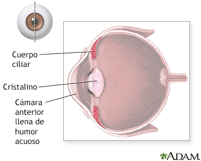 Cuerpo ciliar