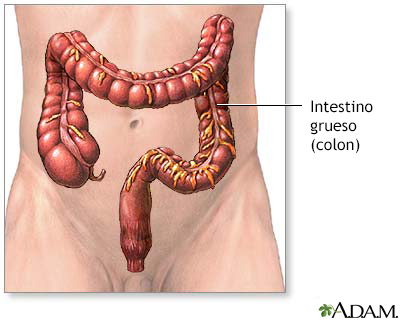 Anatomía del intestino delgado