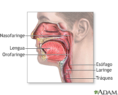 Orofaringe