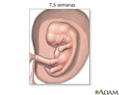 Feto de 7,5 semanas