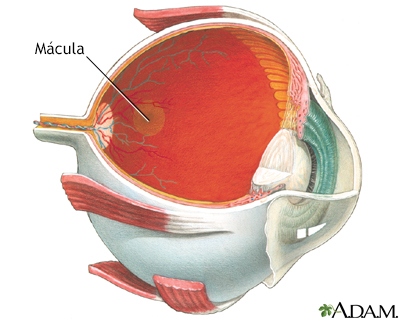 Mácula