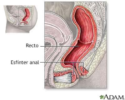 Anatomía del esfínter anal