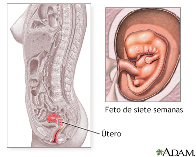 Primeras semanas de embarazo