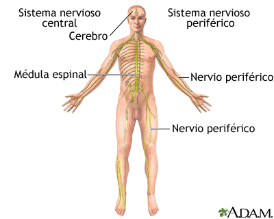 Sistema nervioso