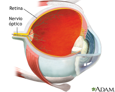 Retina