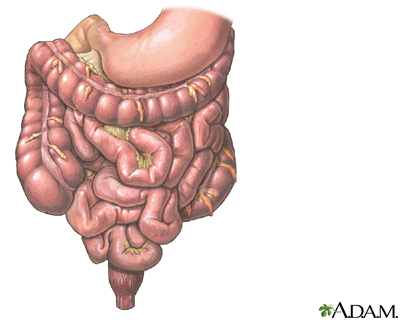 Tracto gastrointestinal