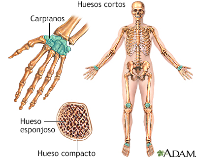 Huesos cortos