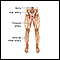 Arterial bypass leg - series - Normal anatomy