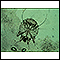 Scabies mite - photomicrograph