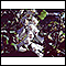 Foxglove (Digitalis purpurea)
