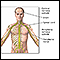 Sistema nervioso central y sistema nervioso periférico