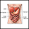 Digestive system organs