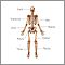 Anterior skeletal anatomy