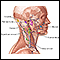 Lymph tissue in the head and neck