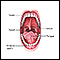 Oral anatomy